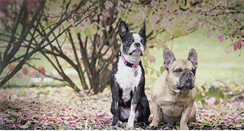 Desktop Screenshot of centralvalleyvet.com