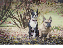 Tablet Screenshot of centralvalleyvet.com